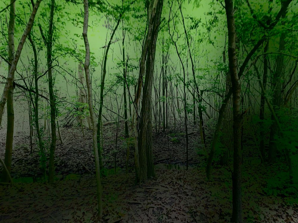 Young trees with vegetation that looks like mulch creating a path towards a light green haze in the background 