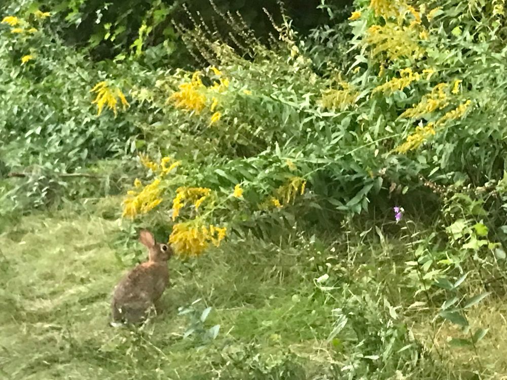 Cottontail bunny munching on goldenrod 
