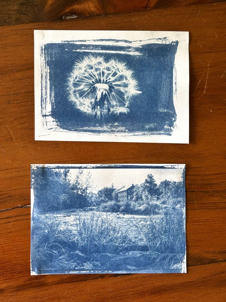 Two blue and white cyanotype prints, one of a dandelion in seed and the other of Watson’s Mill in Manotick. 