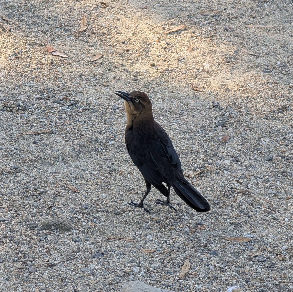 A photo of a great tailed grackle on some light gravel. The piercing gaze asking, nay demanding, to know why you aren't handing out the food you have