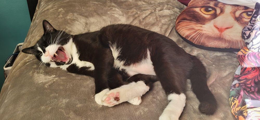 Tuxedo cat on bed yawning..or screaming..you decide.