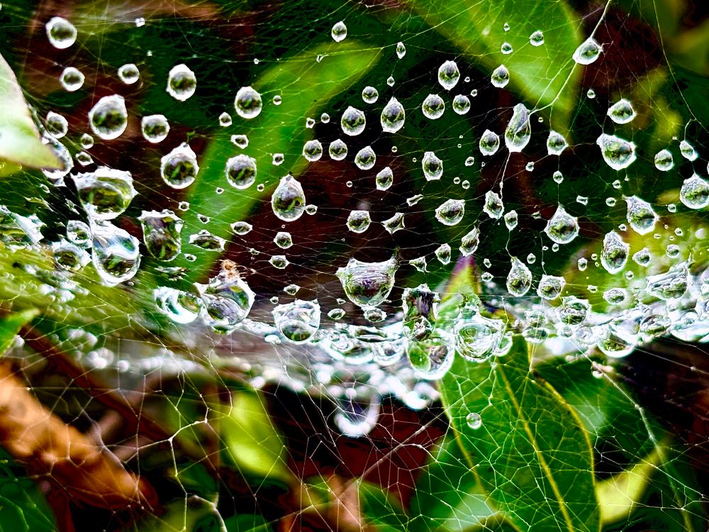 This is a close up photo of drops of rain suspended on a very thin cobweb. 