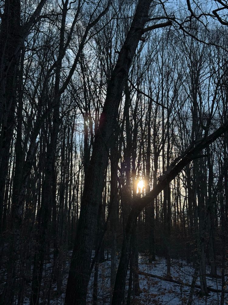 Twilight through trees