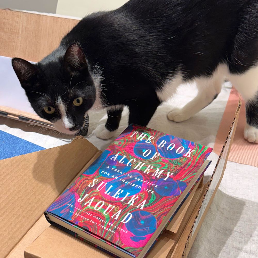 Cat and book
