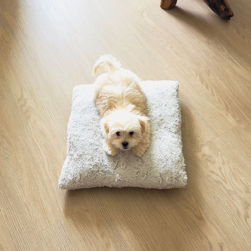 A picture of a cute dog named Barnaby. 