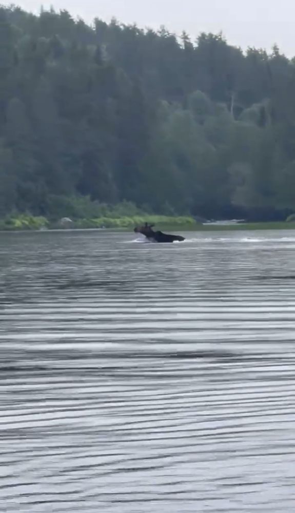 Moose swimming across a lake