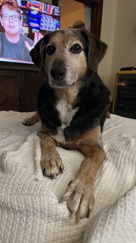 Pastrami on his stool