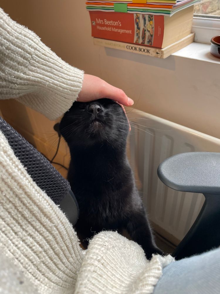 Photo from the pov of me wearing a baggy cream cardigan sitting on an office chair looking to the side. A small black cat on her hind legs has her front paws on the edge of the chair. My hand is stroking the top of her head - Etta’s head is tipped back, eyes closed, very boopable nose