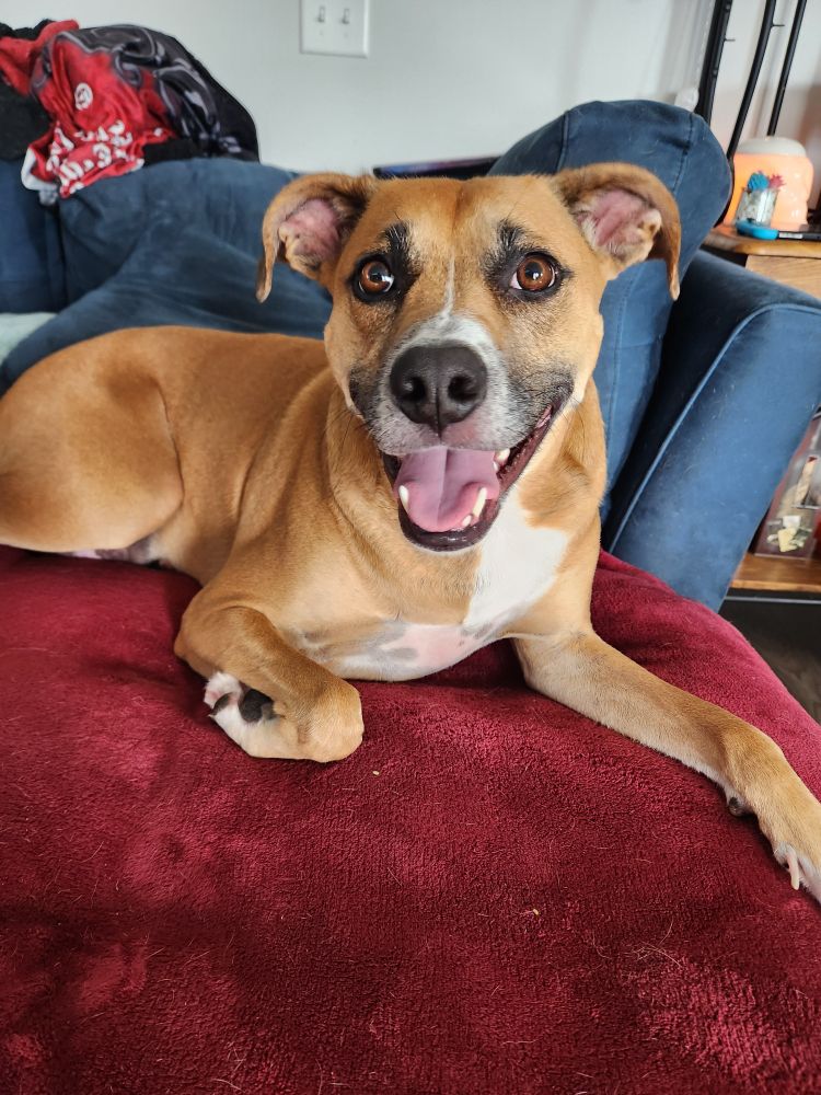 Long legged tan terrier/hound mix is looking at you from her spot on the couch after her walk this morning. Her honey colored eyes are wide open in pure joy, her ears are up, and her mouth is stretched wide in a smile.