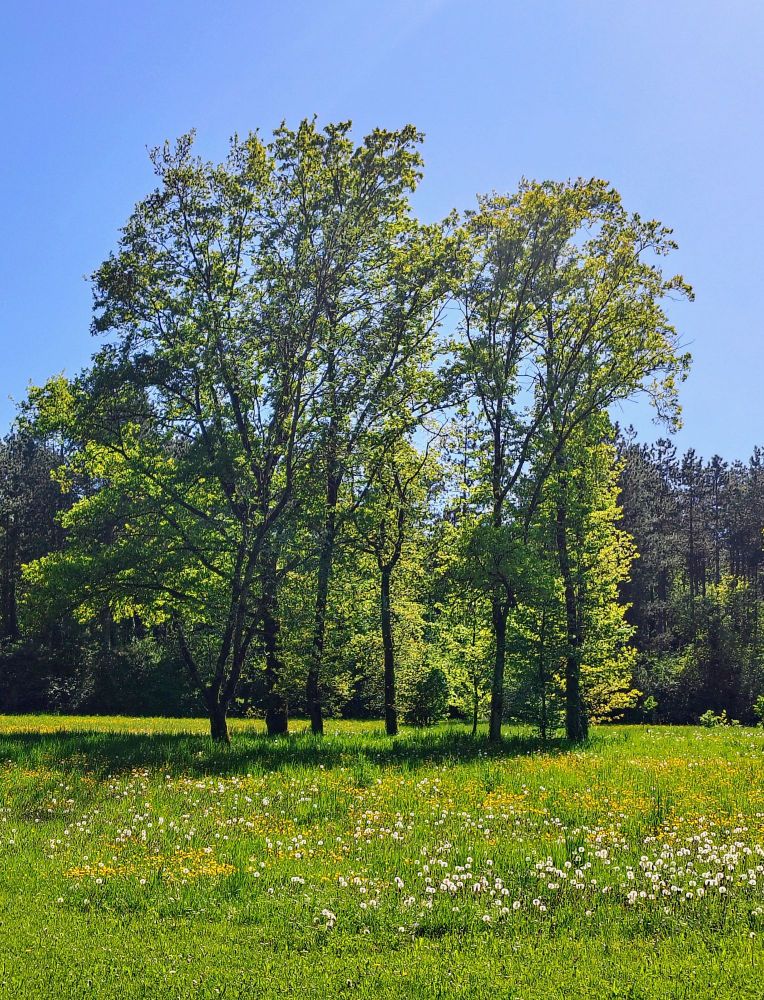 Mehrere Bäume auf saftig grüner Wiese vor blauem Himmel