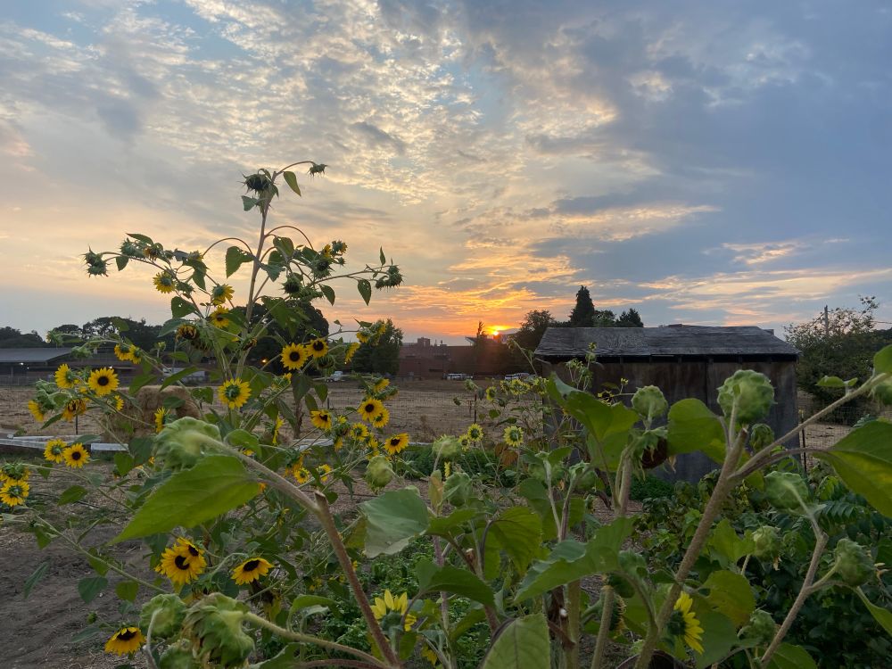 A sunrise in an opalescent cloudy sky, in the foreground is a large stand of sunflowers and an old wood shed