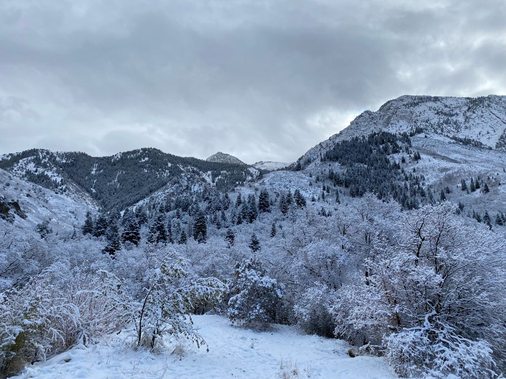 Wintery mountains and cloudy skies, with snowy branches on the trees in the foreground. 