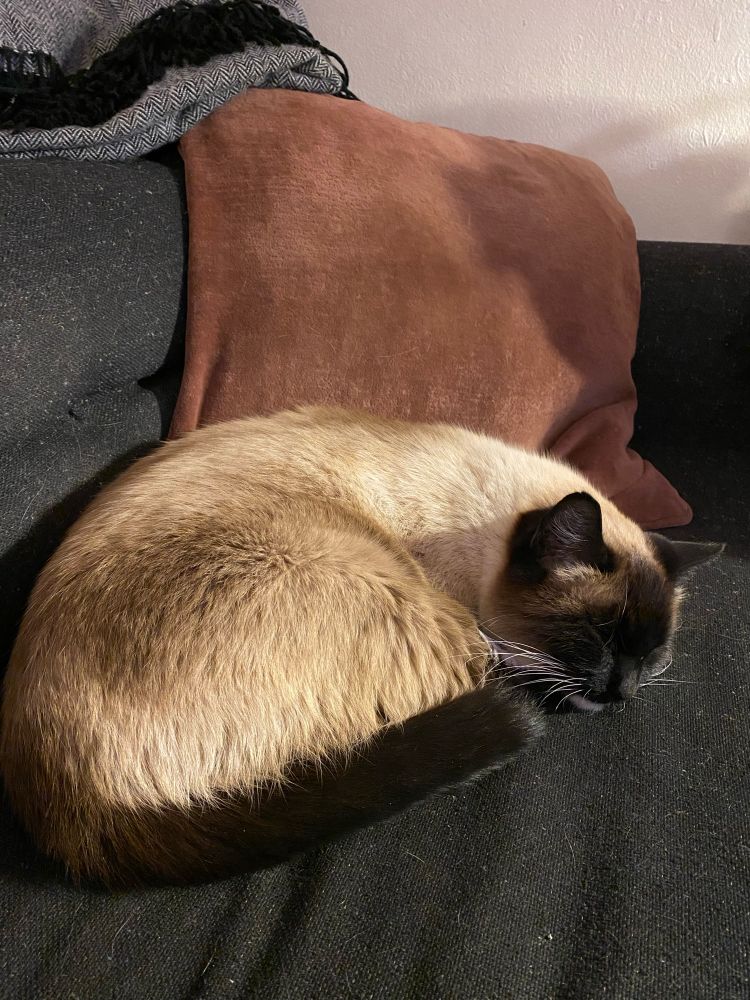 Siamese cat ball taking a nap. 