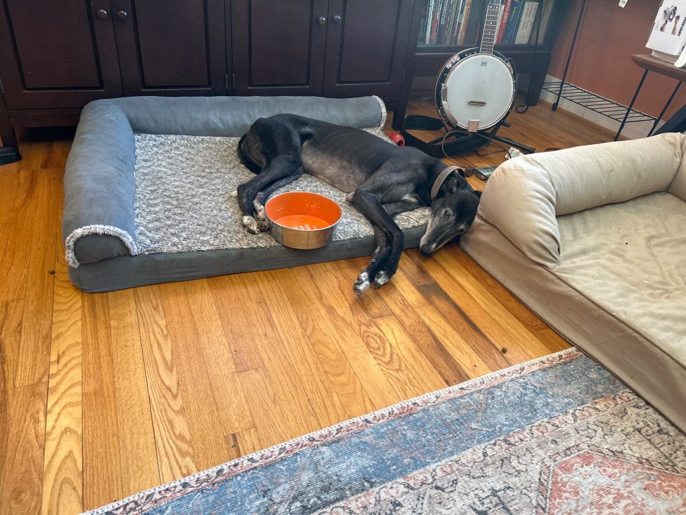 A black greyhound lounging on a bed, legs curled around her food dish, contributing to several conference calls by snoring and passing gas.