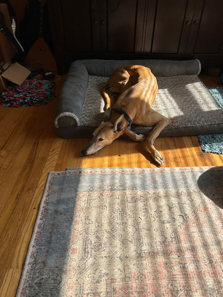 A fawn greyhound laying on a dog bed in a puddle of sunlight, sleeping like a professional. 