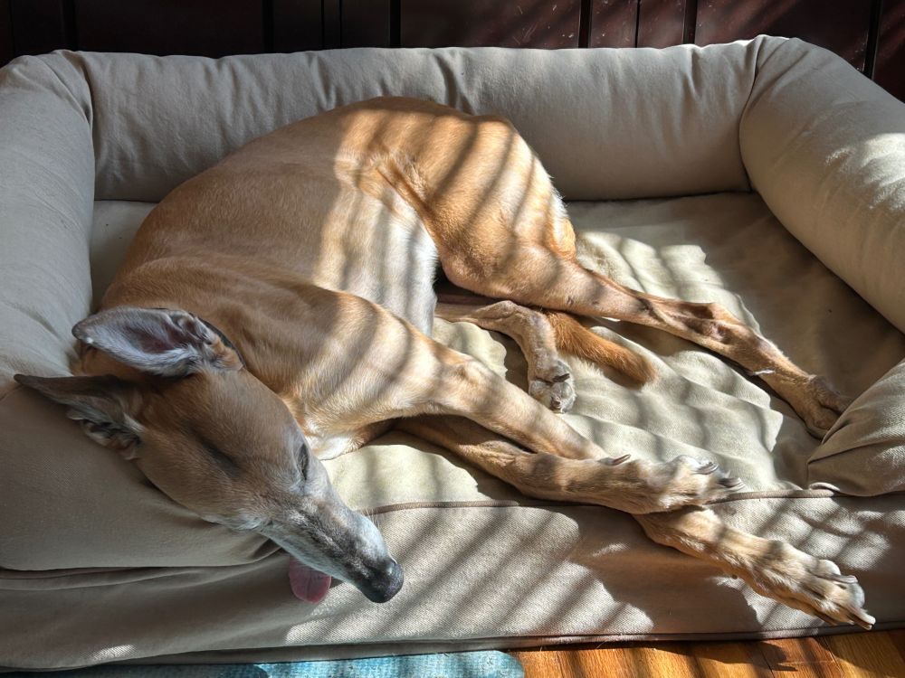 A fawn colored greyhound napping in a pub Le of sunlight on a bolstered dog bed, barely spoiled. 
