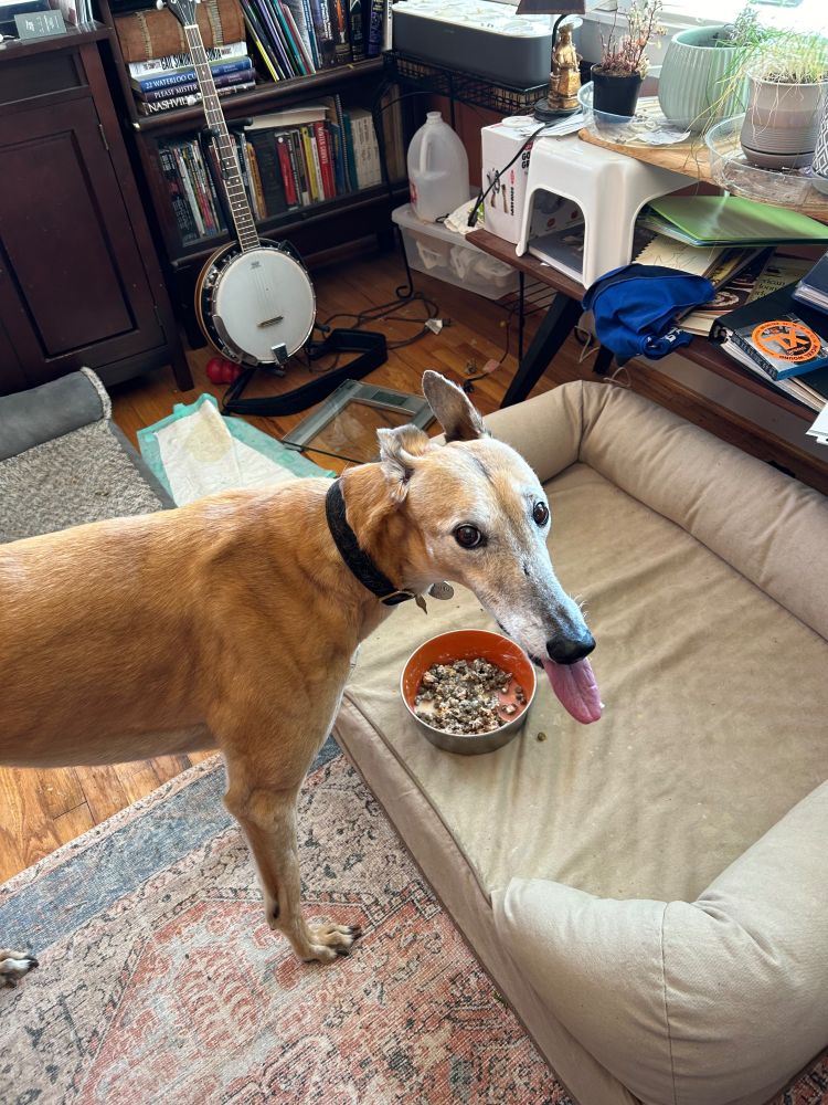 A senior, fawn colored, greyhound standing in front of a food dish o a bolstered dog bed with her tongue impossibly far out of her head, as if commenting on the fact that it’s actually her sister’s dish she is being forced to eat from.