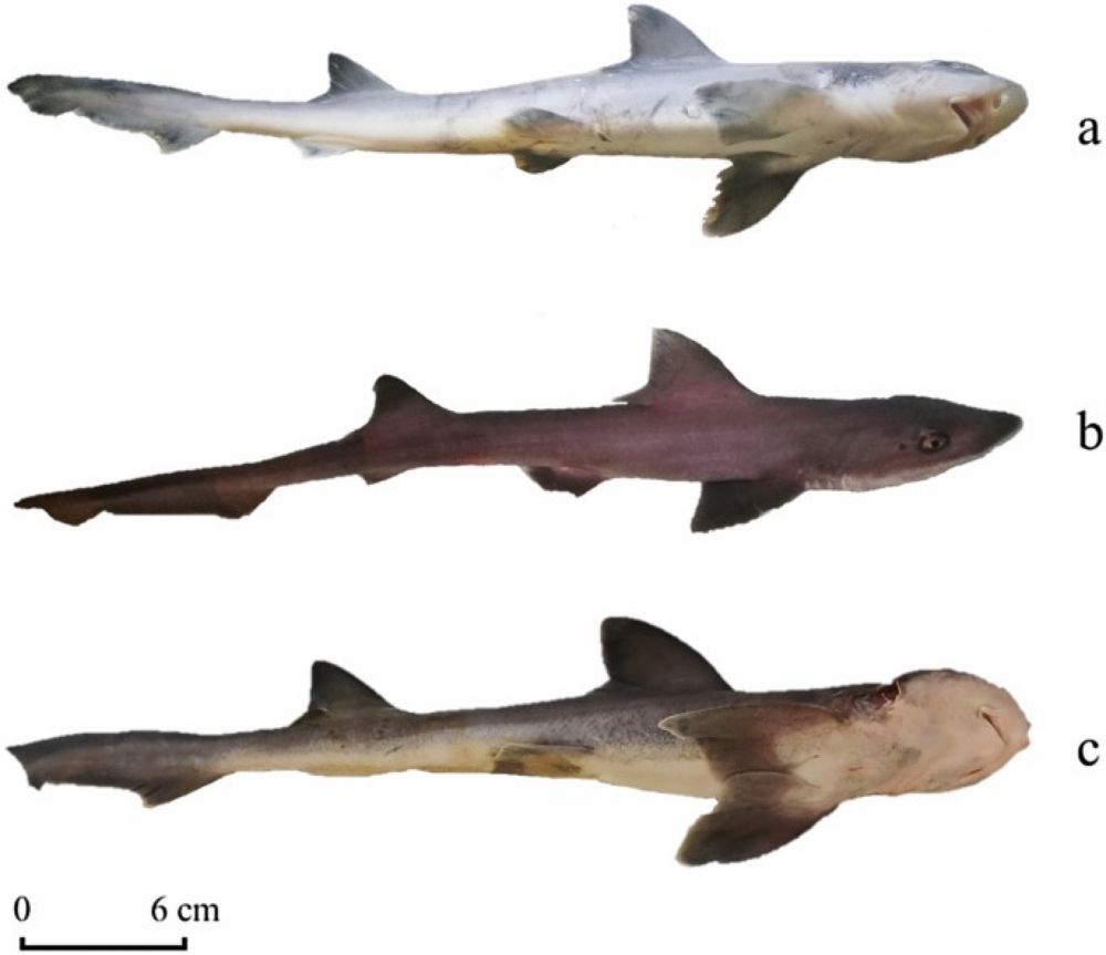 First report of recurrent parthenogenesis as an adaptive reproductive strategy in the endangered common smooth-hound shark Mustelus mustelus - Scientific Reports