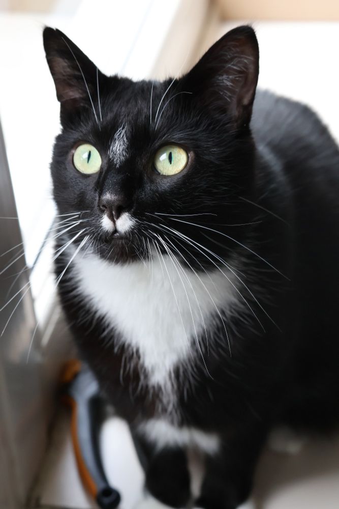 A photo of a tuxedo cat looking intensely at something next to the camera