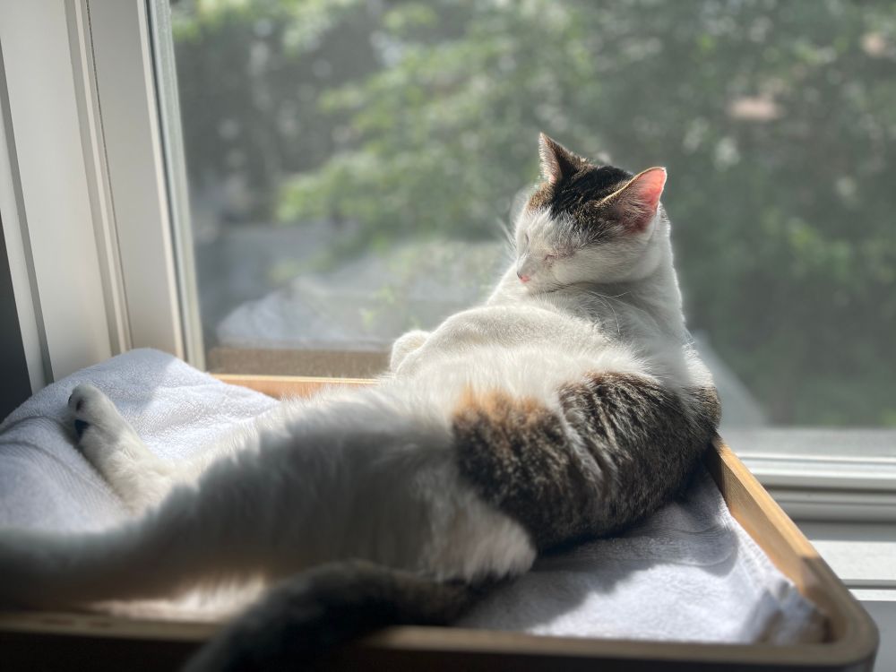 A white and brown tabby cat is lying in a window cat bed, leaning against the window in sunlight
