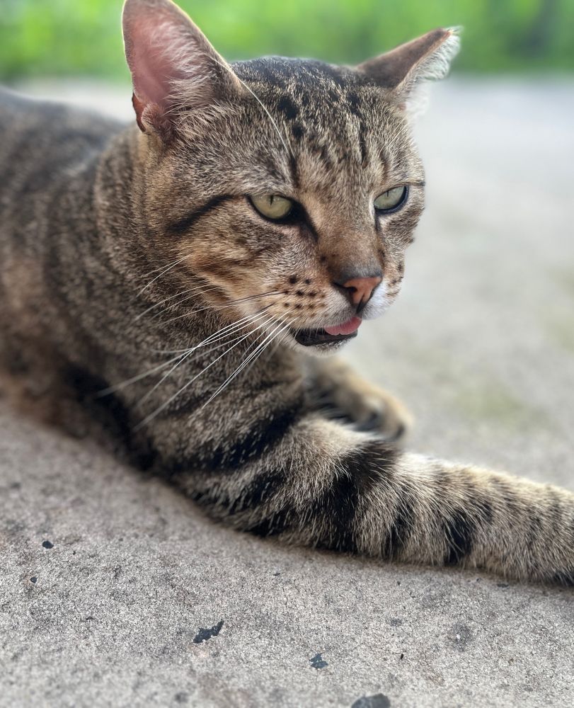 A domestic short haired tabby lays on concrete like a sphinx with his tongue out trying to stay cool. Uno the backyard feral buddy.