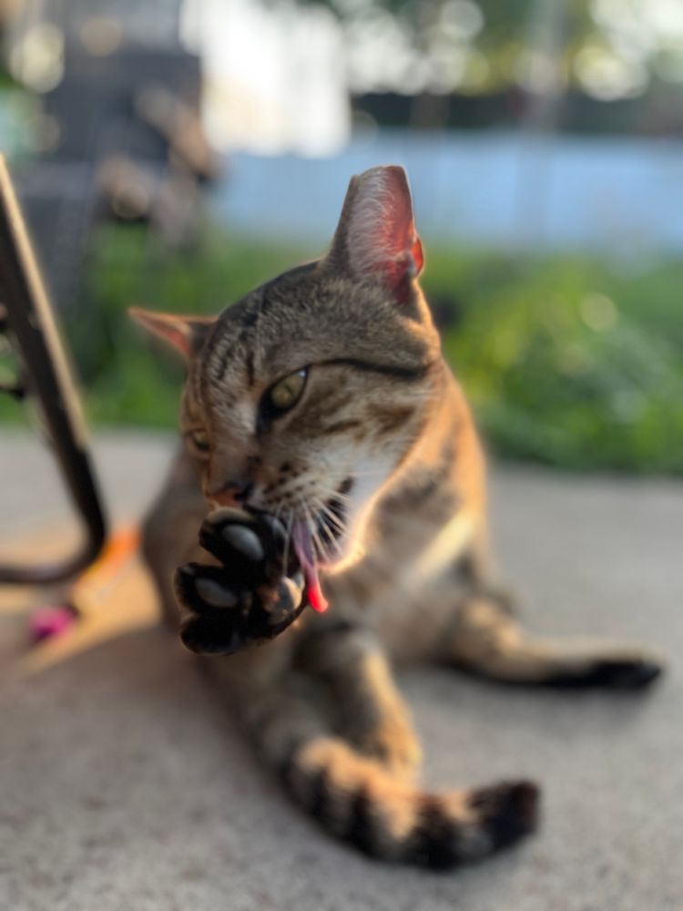 A domestic short haired tabby cleans his hind leg flopped on the backyard patio concrete. It is summer. The weeds are green and blurred in the background.