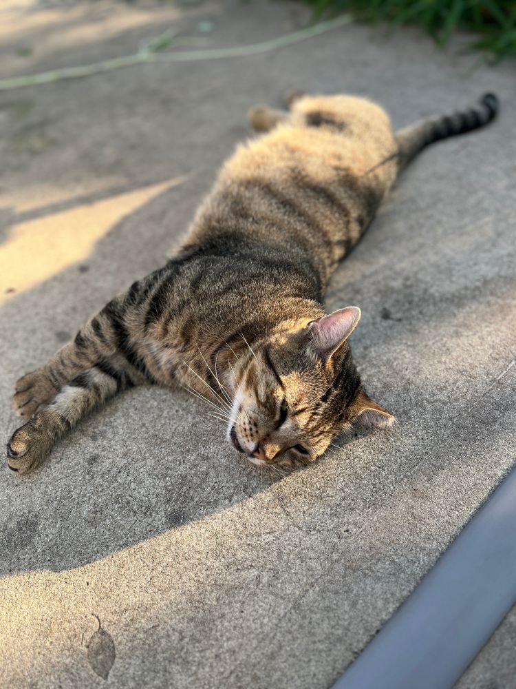 This is a tabby cat at his most relaxed, stretched out on cool concrete after four days of dangerous heat.