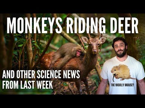 NEW DISCOVERIES | The Woolly Mouse, Communication Between Species & More