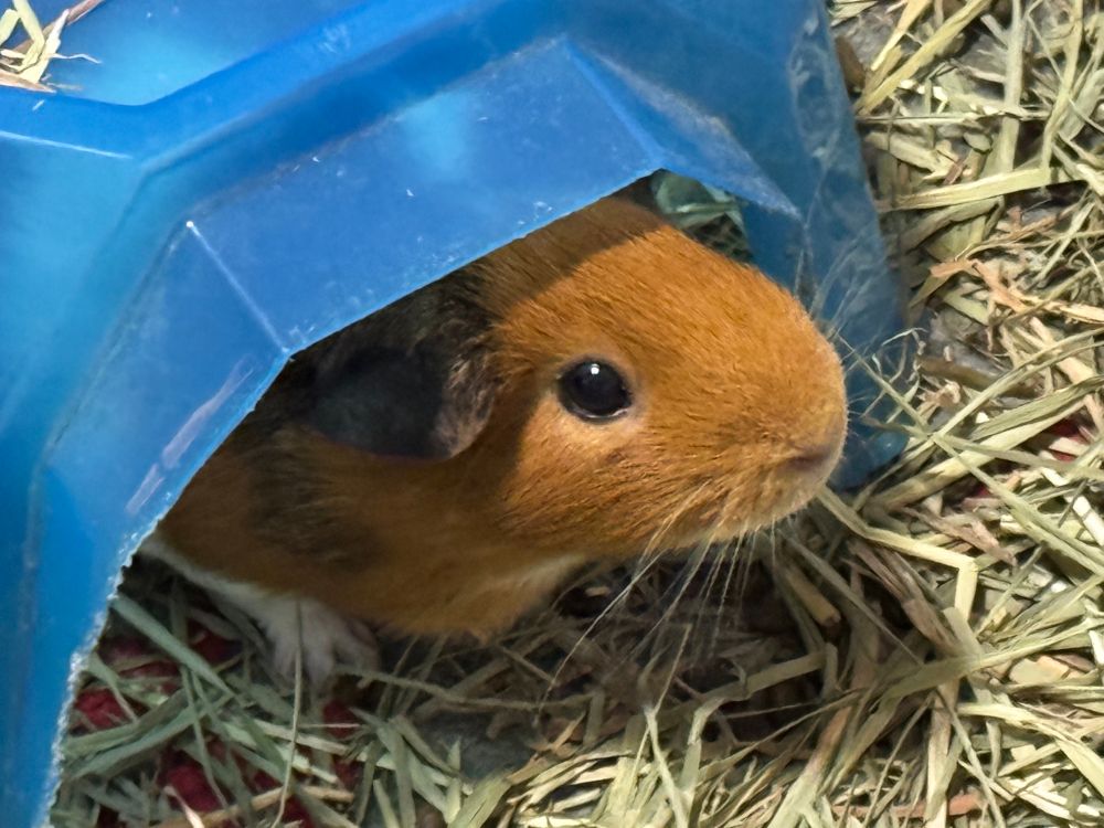 A guinea pig in a blue plastic hide standing on some hay bale 
