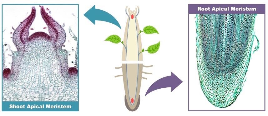 A three image diagram of apical (at the apex, or protruding point, of the plant) meristems (portions of woody plants that still have dividing cells, producing primary y-axis growth; x-axis growth is secondary and occurs in the lateral meristem portions of the plant). The cross section of the shoot (versus root) apical meristem has a silhouette reminiscent of the 'sea angel' or the devil in a thick turtleneck sweater.