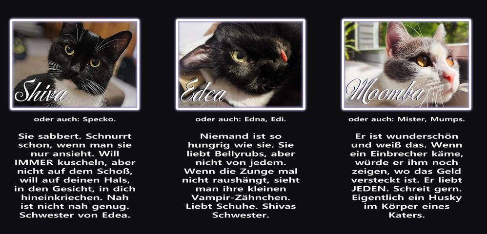 Screenshot der Panels: Bilder mit Beschreibung meiner drei Katzen Shiva, Edea und Moomba.