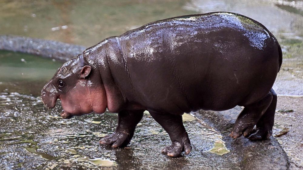 Moo Deng Worried Chubbier, Feistier Pygmy Hippo Coming To Take This All Away