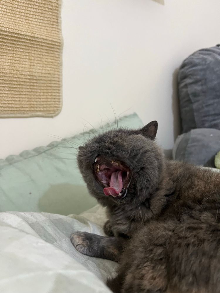 Diluted tortoiseshell cat doing a big yawn infront of green pillow. She is laying down 