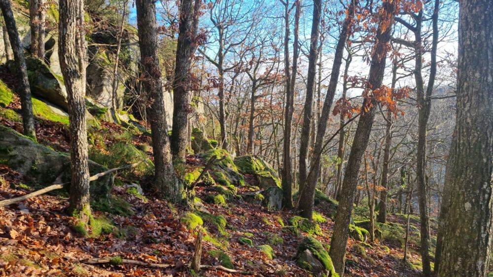 9190 - Old acidophilous oak woods with Quercus robur on sandy plains.