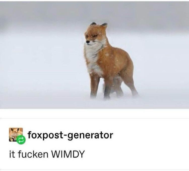 A screenshot of a tumbler post by foxpost-generator, featuring a red fox standing in a strong headwind, captioned “it fucken WIMDY”.

Anyone on the west coast this week knows how the fox feels.
