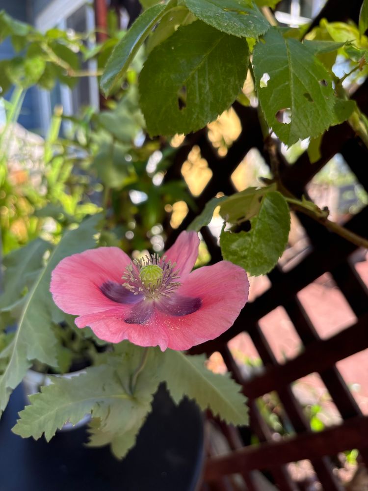 A pink poppy flower, dark purple at the centre, in front of some silhouetted garden lattice.