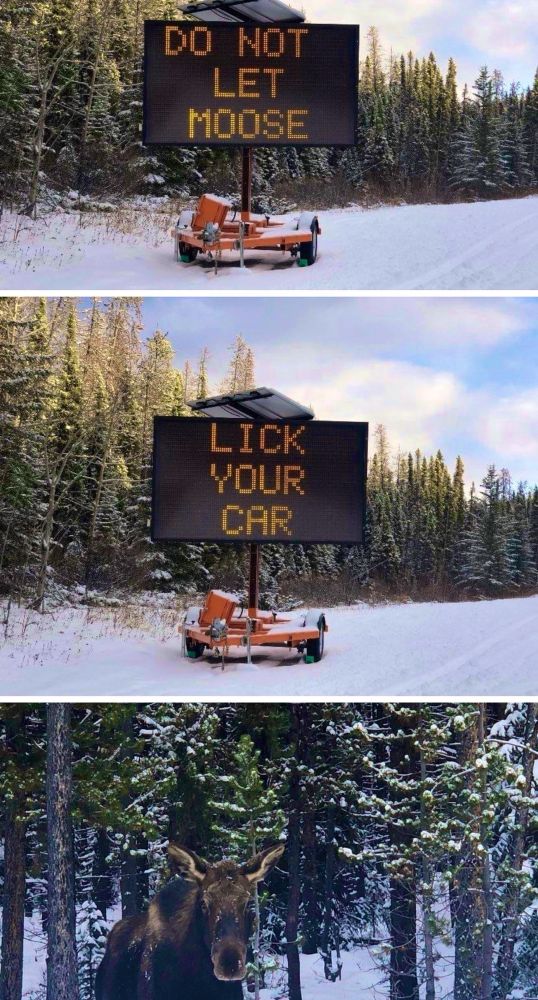three panels, the first depicts an illuminated orange highway sign in a snow-covered forest, ostensibly next to a highway.  the sign reads, "DO NOT LET MOOSE" ...
in the second panel the sign continues, "LICK YOUR CAR".

In the third panel, a moose is staring into the camera as if it is breaking the fourth wall, looking quite nonplussed.