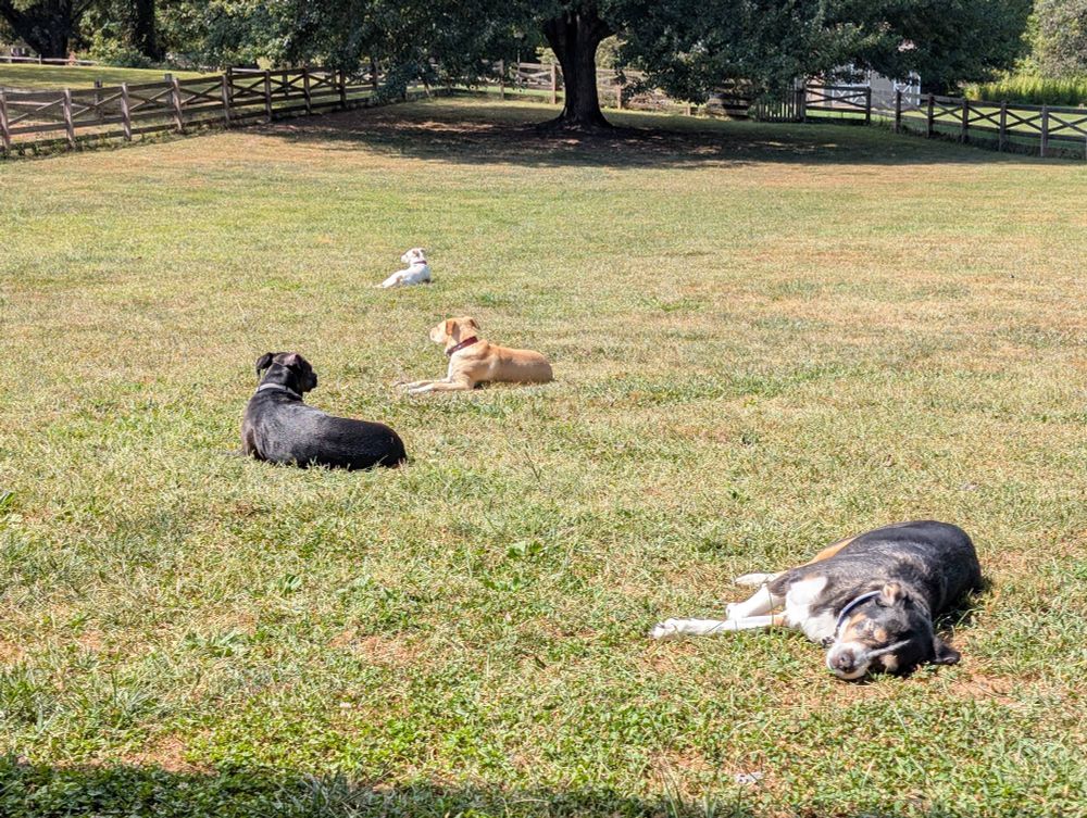 Four dogs lay in the grass, basking in the sunlight