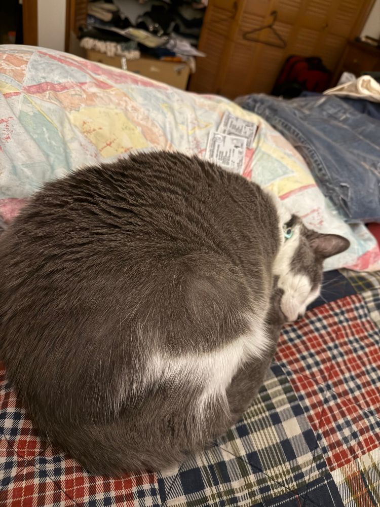 Daisy, grey/white cat, napping against a pillow in various pastel shades on top of a red/blue plaid-patterned comforter on a bed. 