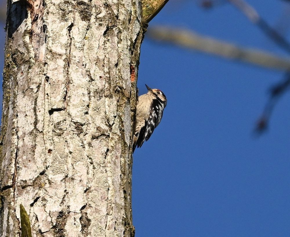 Male Lesser Spotted Woodpecker. 