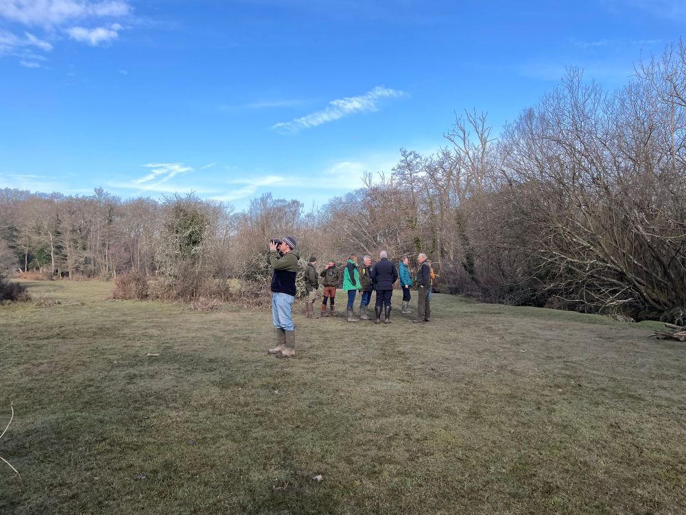 Lesser spotted woodpecker network field trip, New Forest. 