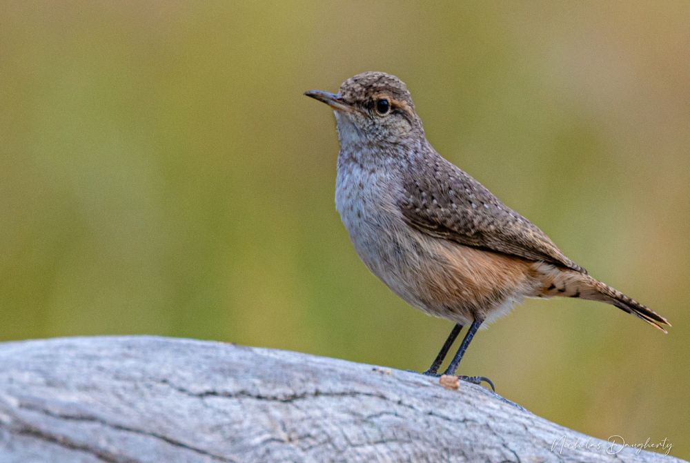 A Rock Wren against a green background