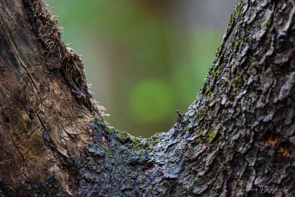 A closeup of the fork in the trunk of a tree with a blurred green background