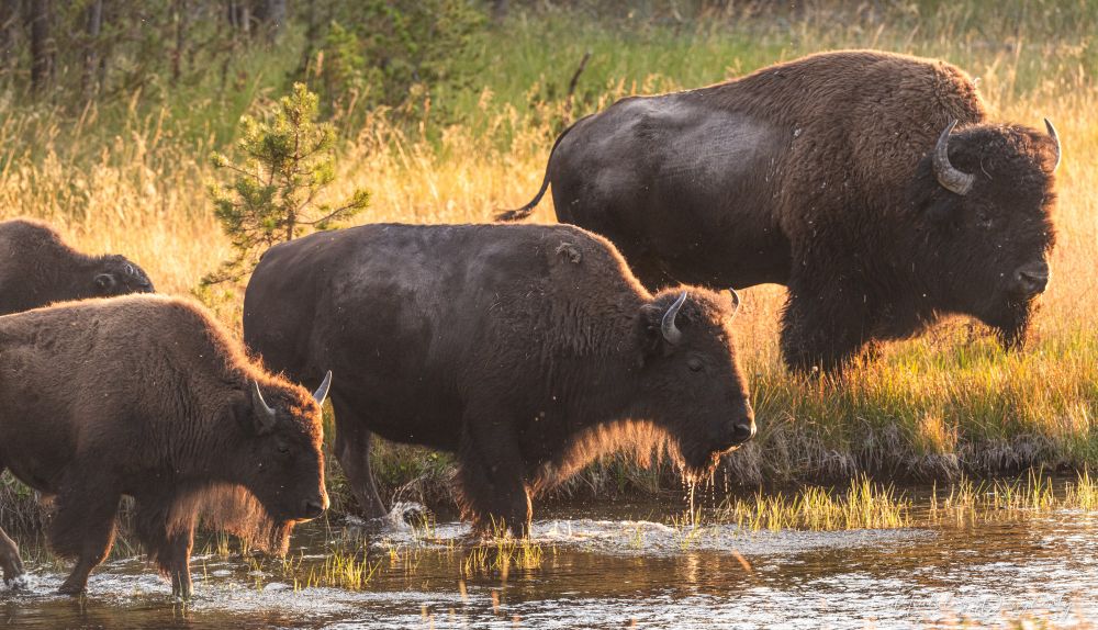 Several bison stand on the edge of a river in Yellowstone National Park