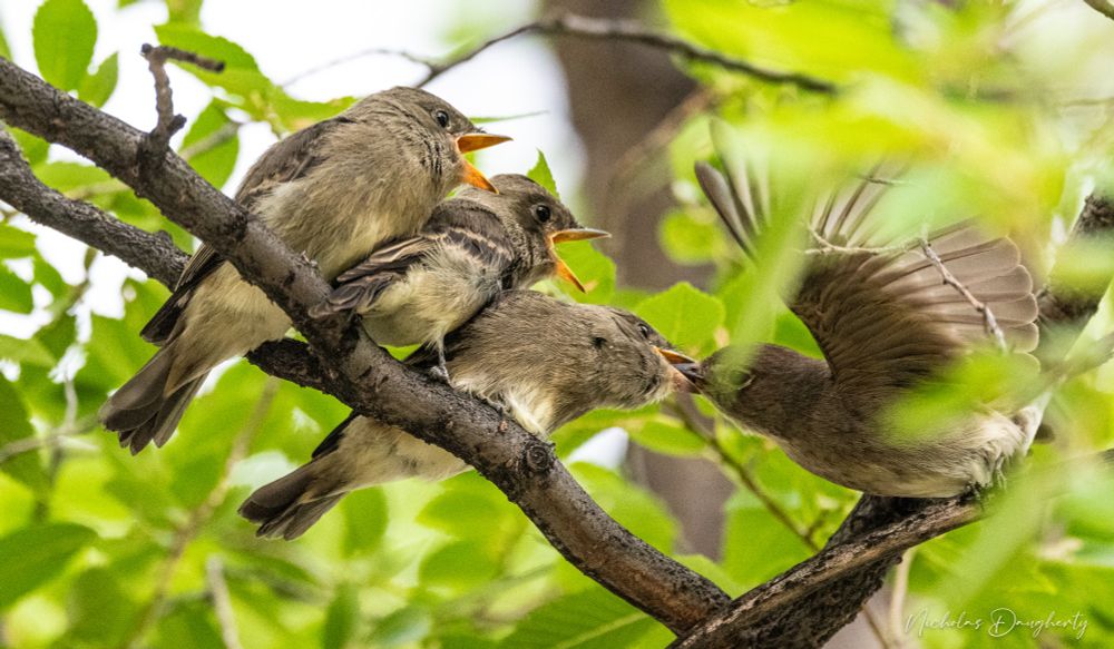 A bird feeds her 3 children