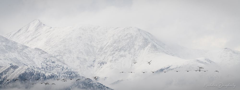 A flock of geese flying in front of snow covered mountains