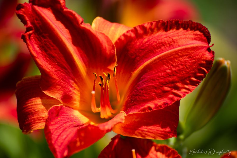 A close up of an orange/red lily flower