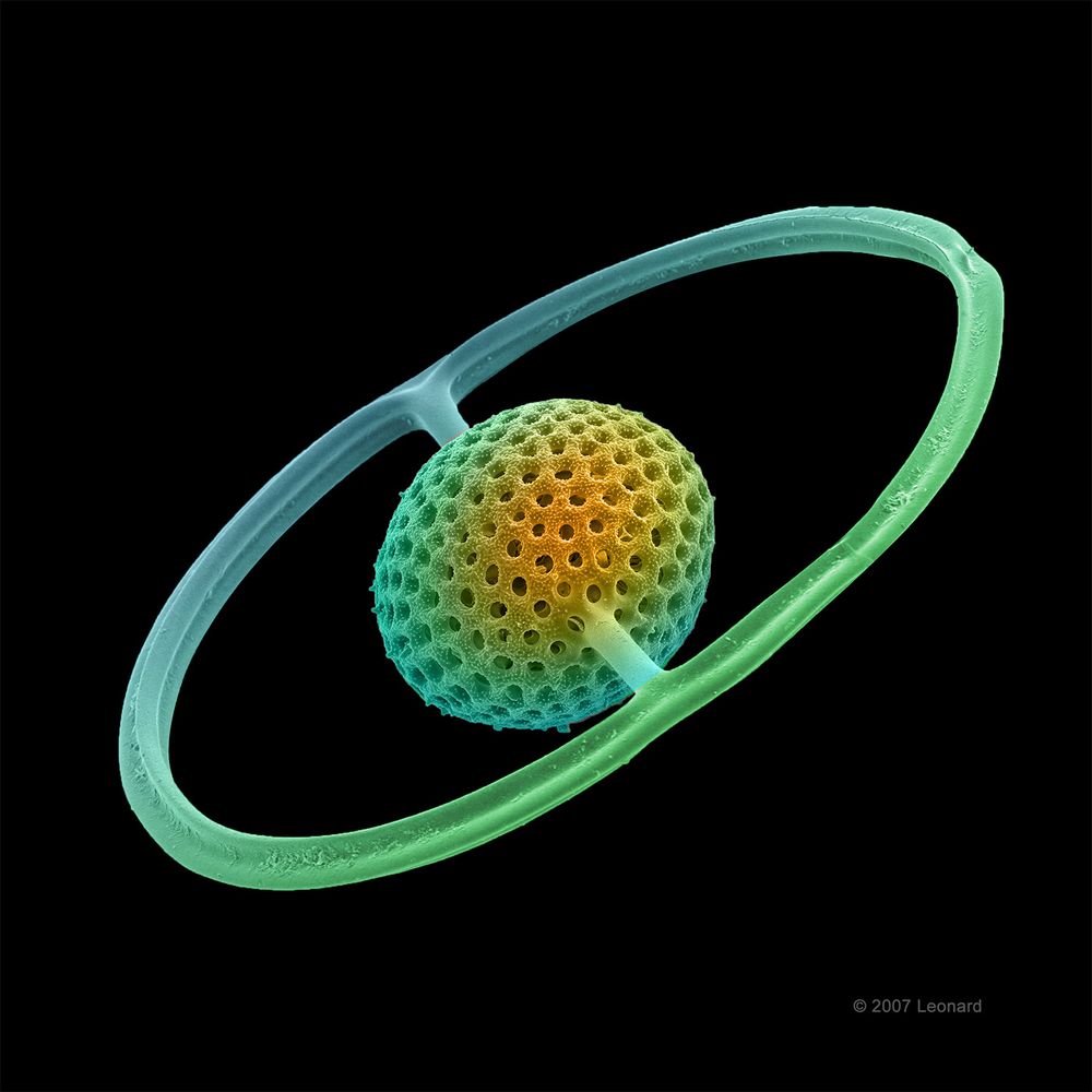 A radiolarian called Saturnalis that looks a lot like the planet Saturn with a surrounding ring, but has two connections to the inner core.