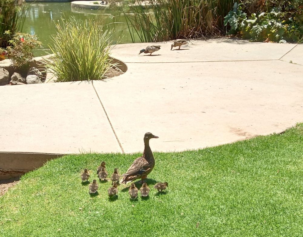 Mama and her brood of nine, waddling to the pond.