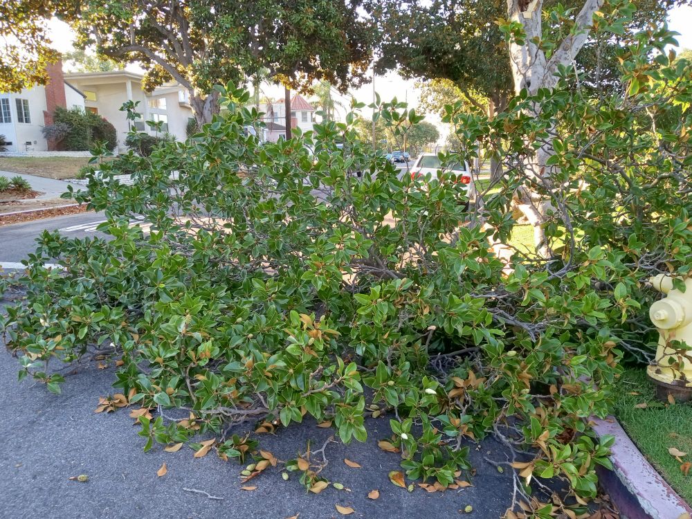 Downed tree, northern view.